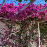 Altra particolarit� dell�Airiciclotteri � la natura che domina tutto intorno all�area con alberi e piante quali bouganville...